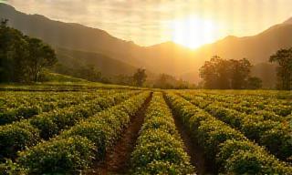 Sunlit coffee farm in Brazil partner location