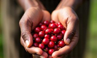 Coffee cherries being hand-picked at an Ethiopian partner farm