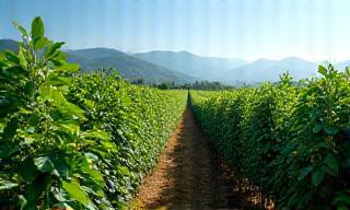 Green coffee plants growing in Vietnam partner farm